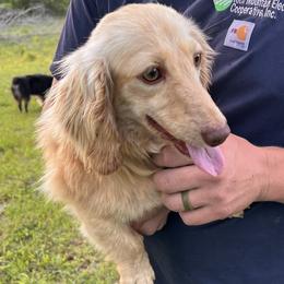 Bowdy - Dachshund