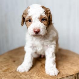 Matthew - Apricot male Aussiedoodle puppy in Arlington, Washington from Doodle Love Laugh
