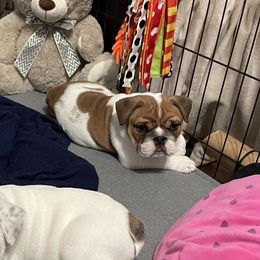 Bulldog Puppies from K & K Little Blessings