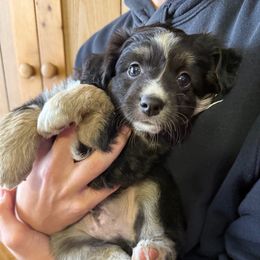 Norman Bates - Black tri male Toy Australian Shepherd puppy in Syracuse, Indiana from Klenke Toy Aussies