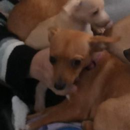 Mamma Cinnie - Chihuahua
