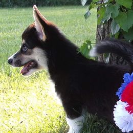 Clary - Pembroke Welsh Corgi puppy in Unionville, Missouri from Roger That Corgi