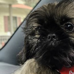 Shih Tzus from Tilly's Tiny Tots