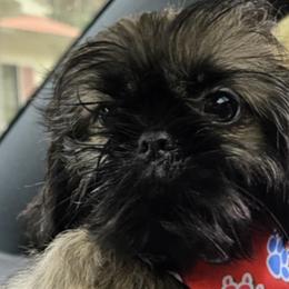Shih Tzus from Tilly's Tiny Tots