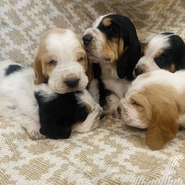 Basset Hound Puppies from Savage Sisters Basset Hounds