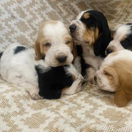 Basset Hound Puppies from Savage Sisters Basset Hounds