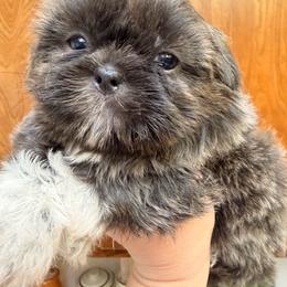 Silver blue girl - Blue female Shih Tzu puppy in Citrus Heights, California from The Lion dog Shih Tzu