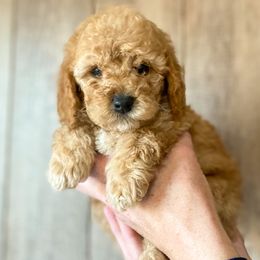 Cavapoo and Goldendoodle Puppies from A2Z Doodles