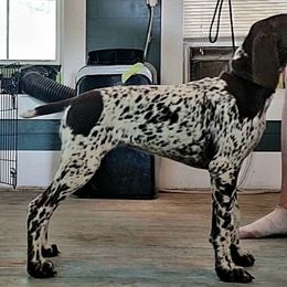 German Shorthaired Pointer Puppies from Dem Feuerhaus Gun Dogs