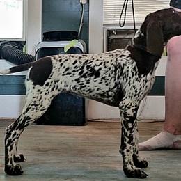 German Shorthaired Pointer Puppies from Dem Feuerhaus Gun Dogs