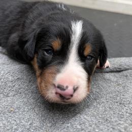 Black boy - Black, white and red male Greater Swiss Mountain Dog puppy in Woodland, Washington from Woodland Swissie’s