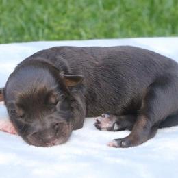 Paleta - Red tri-color female Australian Shepherd puppy in Macon, Georgia from Shaina’s Shepherds