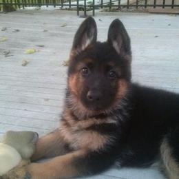 German Shepherds from Carrithers Kennels