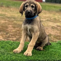 Blue Collar - Fawn male Anatolian Shepherd Dog puppy in Spokane, Washington from 4D Cattle Dogs