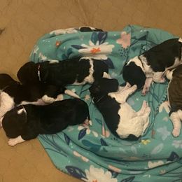 Bernedoodle puppies from Penny Harris