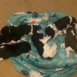 Bernedoodle puppies from Penny Harris
