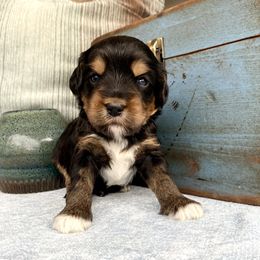 Orion - Tri-color male Australian Labradoodle puppy in Knoxville, Tennessee from GWagz
