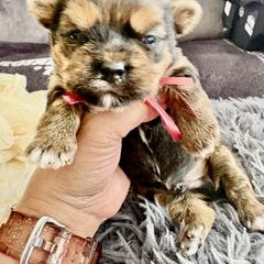 Red - Black and tan male Shorkie puppy in Albemarle, North Carolina from Wilson Kennel