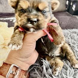 Red - Black and tan male Shorkie puppy in Albemarle, North Carolina from Wilson Kennel