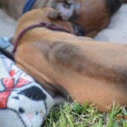 Girl 3 - female Rhodesian Ridgeback puppy in Broussard, Louisiana from Karamojo Ridgebacks,  Quality over Quantity
