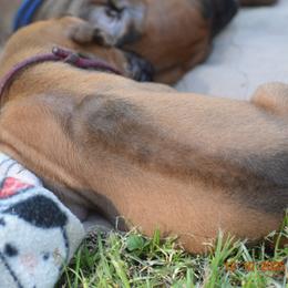 Girl 3 - female Rhodesian Ridgeback puppy in Broussard, Louisiana from Karamojo Ridgebacks,  Quality over Quantity