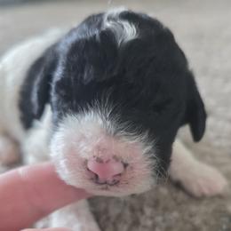 Girl 5 - female Sheepadoodle puppy in Owensville, Missouri from Oak Valley Kennels
