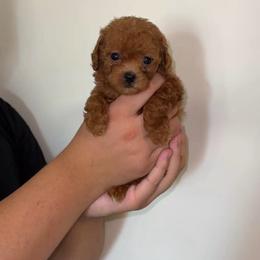 Millie - Brown female Poodle puppy in Chino, California from TT Poodles