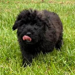 Bouvier des Flandres Puppies from Tanya Fontenot