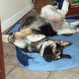 German Shepherd Puppies from Golden Breed German Shepherds