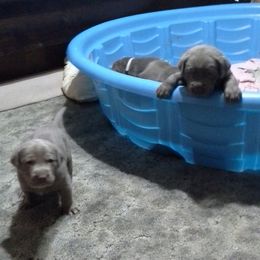 Labrador Retriever Puppies from Walker Creek Silver Labs