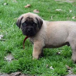 Mastiff Puppies from Mastiffs of Middle Earth