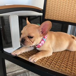 French Bulldog Puppies from J&A Bulldogges