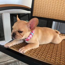 French Bulldog Puppies from J&A Bulldogges