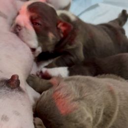 Bulldog puppies from Royal Fade Bulldogs
