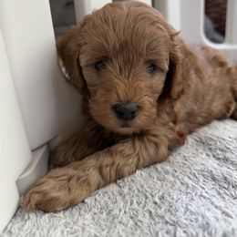 Goldendoodle Puppies from Miss Cindy’s Doodles