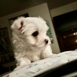 Maltese Puppies from Missy's Maltese