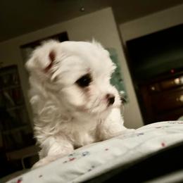 Maltese Puppies from Missy's Maltese