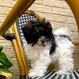 Bandit - Black & white female Maltipoo puppy in Mena, Arkansas from Belle Ball Puppies