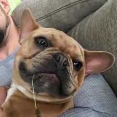 Bullmastiffs and French Bulldogs from TopNotch