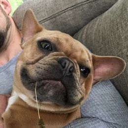 Bullmastiffs and French Bulldogs from TopNotch