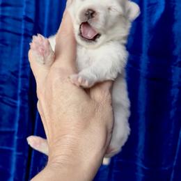 Pomeranian Puppies from Cream Puffs Pomeranians