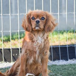 Cavalier King Charles Spaniels and Cavapoos from Stoltzfus Family Puppies
