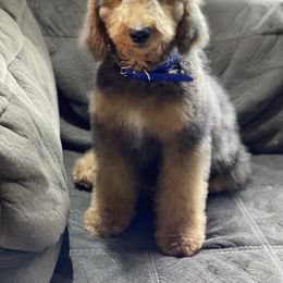 Goldendoodle and Poodle All Grown Up from Colorful Creations Doodles and Poodles