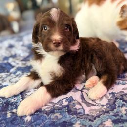 Atlas - with training - Tri-color male Bernedoodle puppy in Boonville, North Carolina from Doods & Dolls