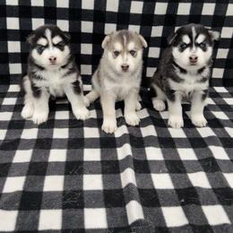 Maltese and Siberian Husky Puppies from Nyx’s Pack