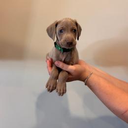 Flush - Green Collar - Silver gray female Weimaraner puppy in Riverside, Utah from Blue Phantom Kennels