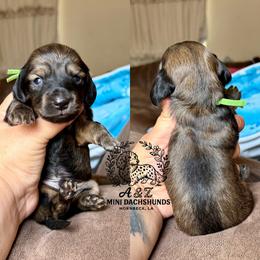 Harlan - Cream male Dachshund puppy in Hornbeck, Louisiana from A&Z Mini Dachshunds