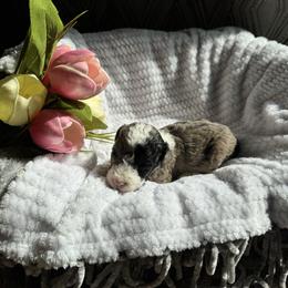 Peep - Brindle male Poodle puppy in Jonesville, North Carolina from Richardson Family Farms, LLC