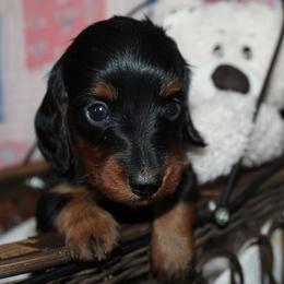 Girl 2 - Black and tan female Dachshund puppy in Craig, Colorado from Rocky Mountain Shih Tzus and Dry Creek Miniature Dachshunds