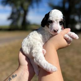 Shyanne - Parti female Poodle puppy in Ault, Colorado from The Peaks Premium Poodles